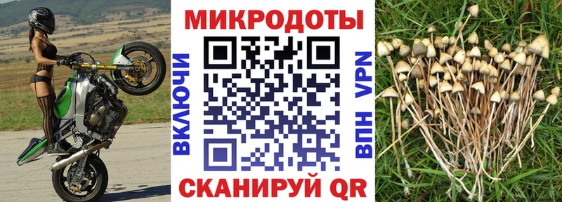 Галлюциногенные грибы MAGIC MUSHROOMS где продают наркотики Тайга